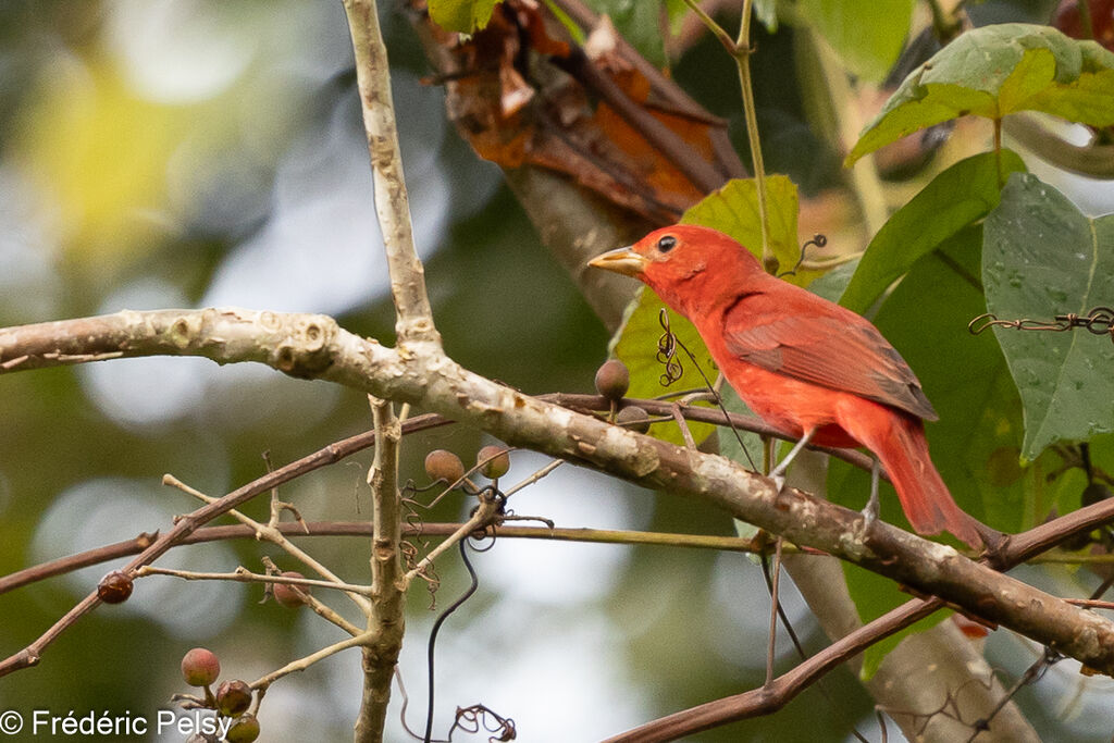 Summer Tanager