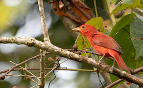 Summer Tanager