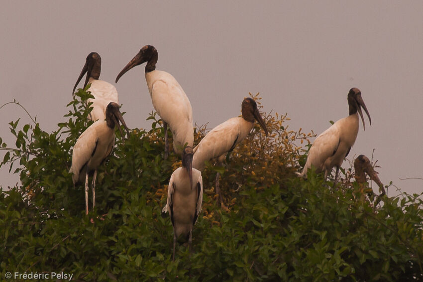 Wood Stork