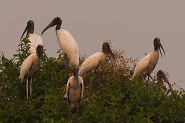 Wood Stork