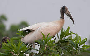 Wood Stork