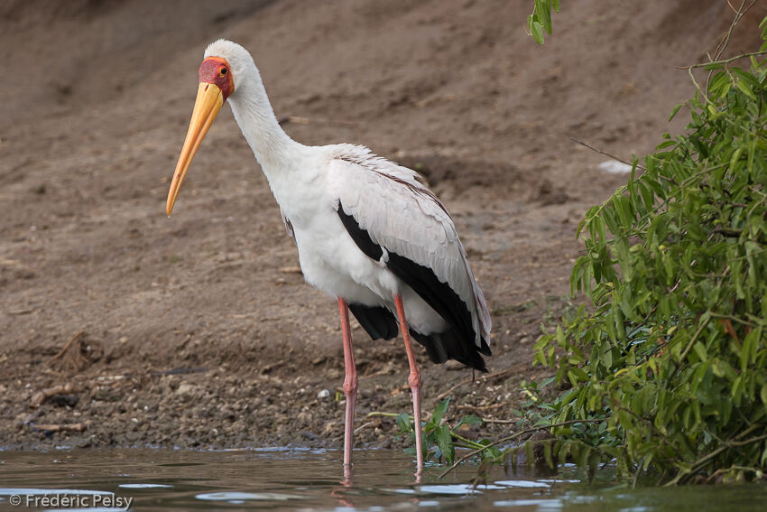 Tantale ibis