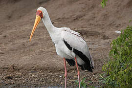 Yellow-billed Stork