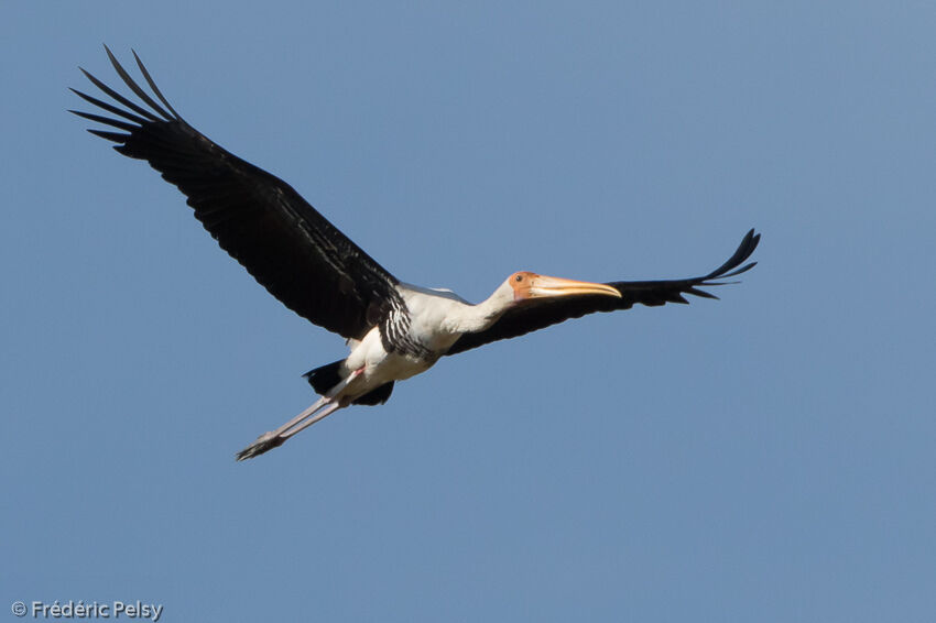 Painted Storkadult post breeding, Flight