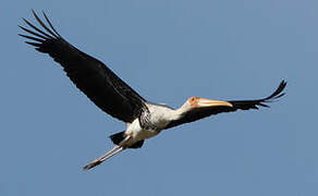 Painted Stork