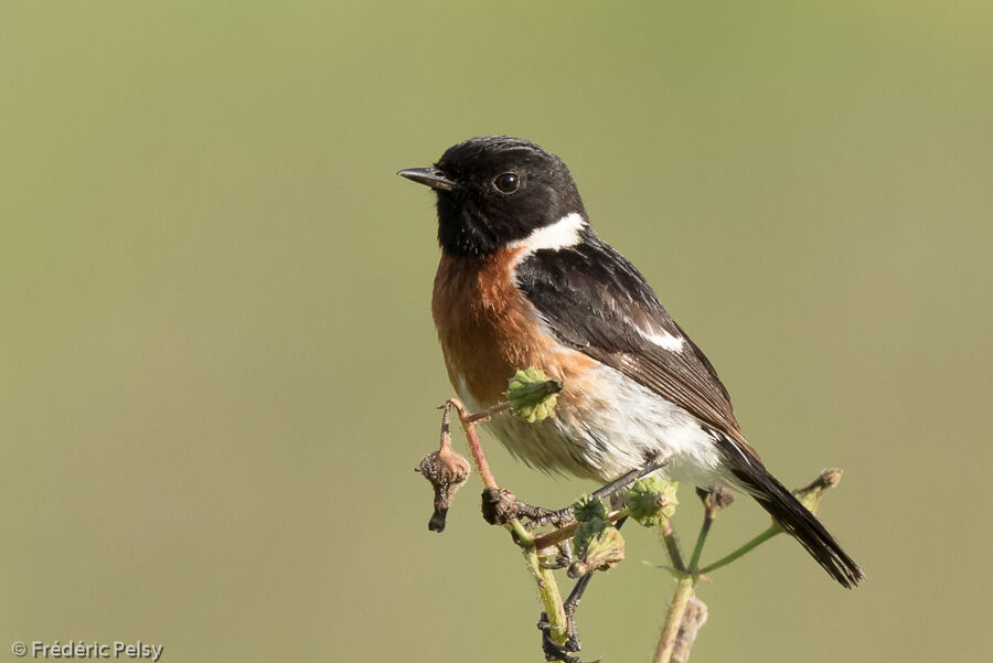 African Stonechat male adult