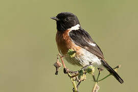 African Stonechat