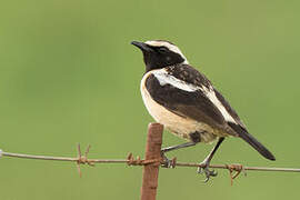 Buff-streaked Chat