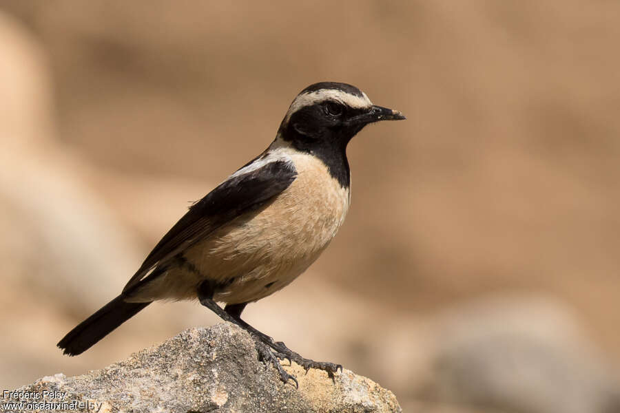 Tarier bifascié mâle adulte, identification