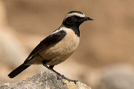 Buff-streaked Chat