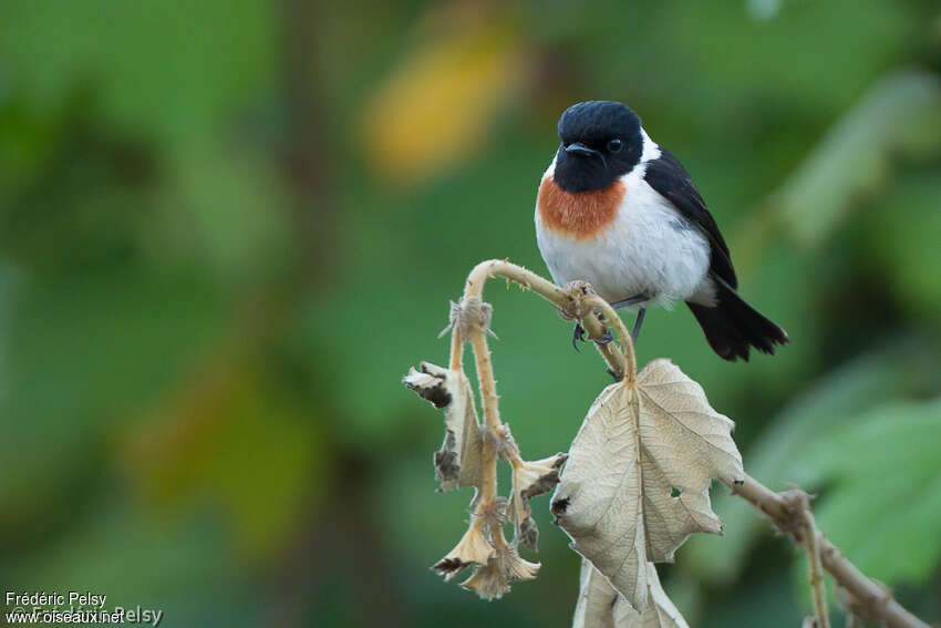 Madagascar Stonechat male adult, identification