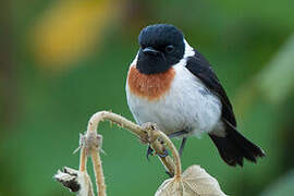 Madagascar Stonechat