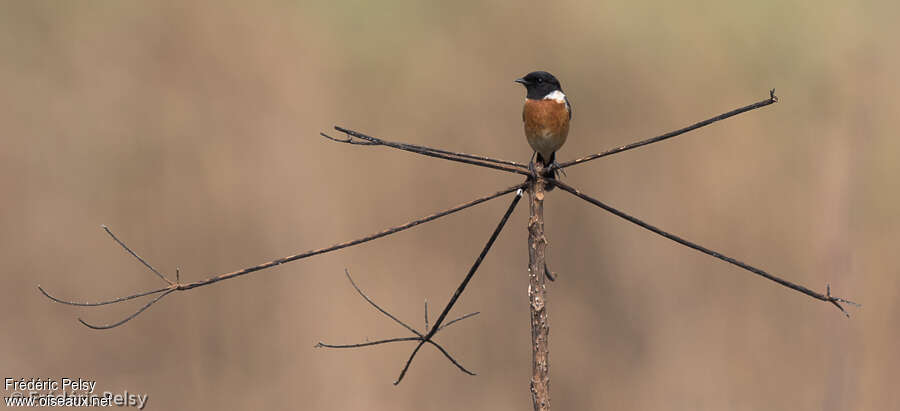 Siberian Stonechat male adult, pigmentation, Behaviour