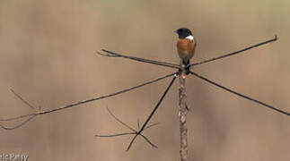 Siberian Stonechat