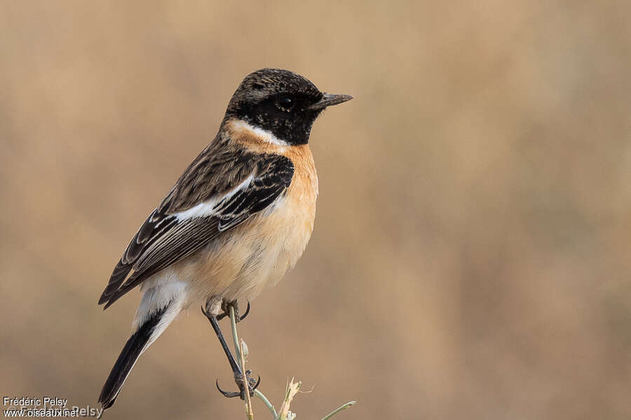 Siberian Stonechat male adult, identification