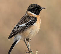 Siberian Stonechat