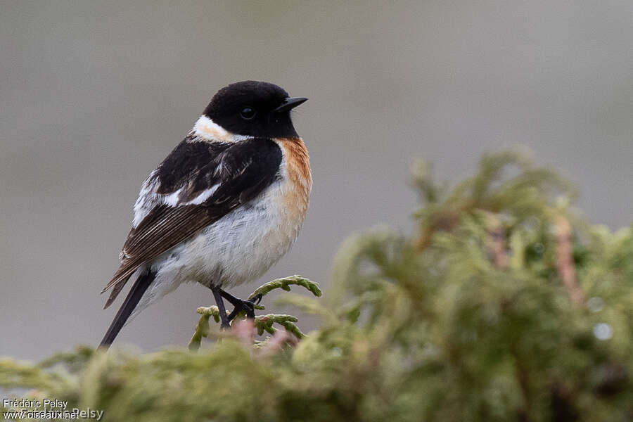 Siberian Stonechat male adult breeding, identification