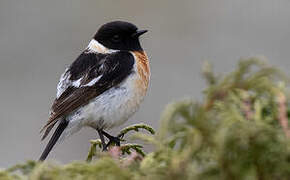 Siberian Stonechat