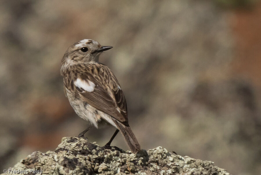 Amur Stonechat female adult