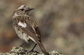 Stejneger's Stonechat