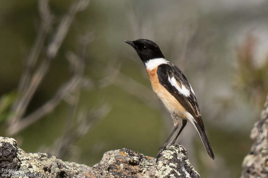 Amur Stonechat male adult breeding, identification