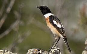 Amur Stonechat