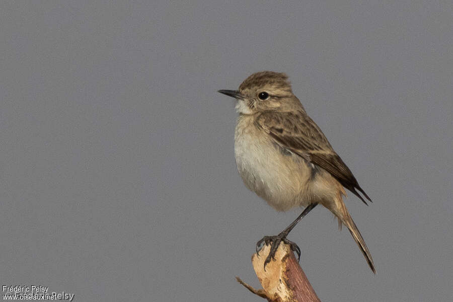 White-browed Bush Chat female adult