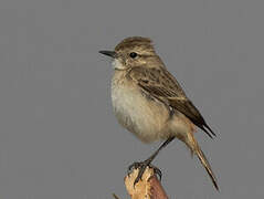 White-browed Bush Chat