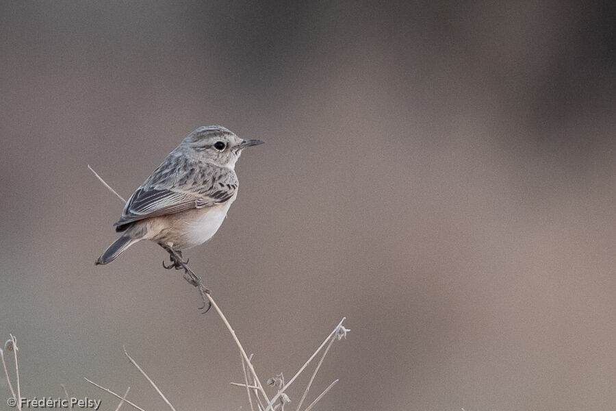 White-browed Bush Chat