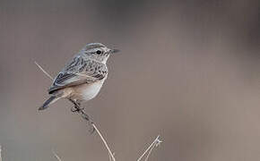 White-browed Bush Chat