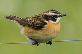 Whinchat