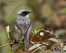 Grey Bush Chat