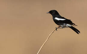 Pied Bush Chat