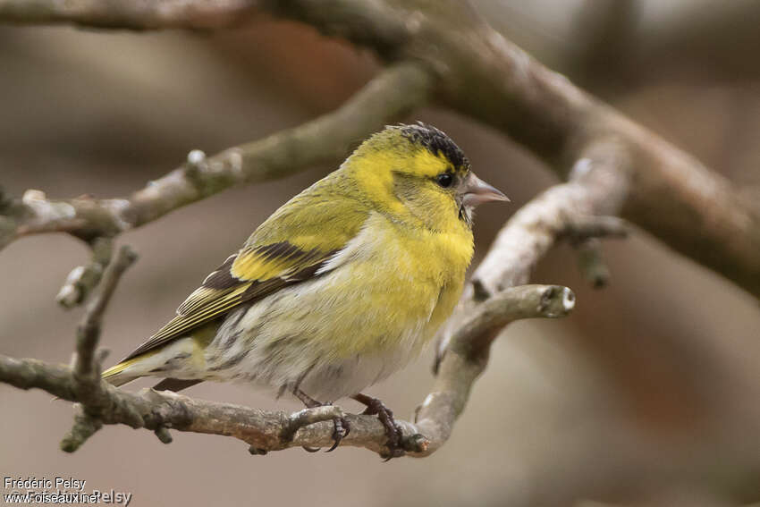 Eurasian Siskin male adult, identification