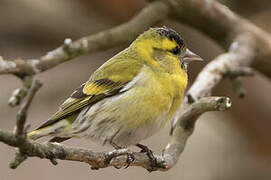 Eurasian Siskin