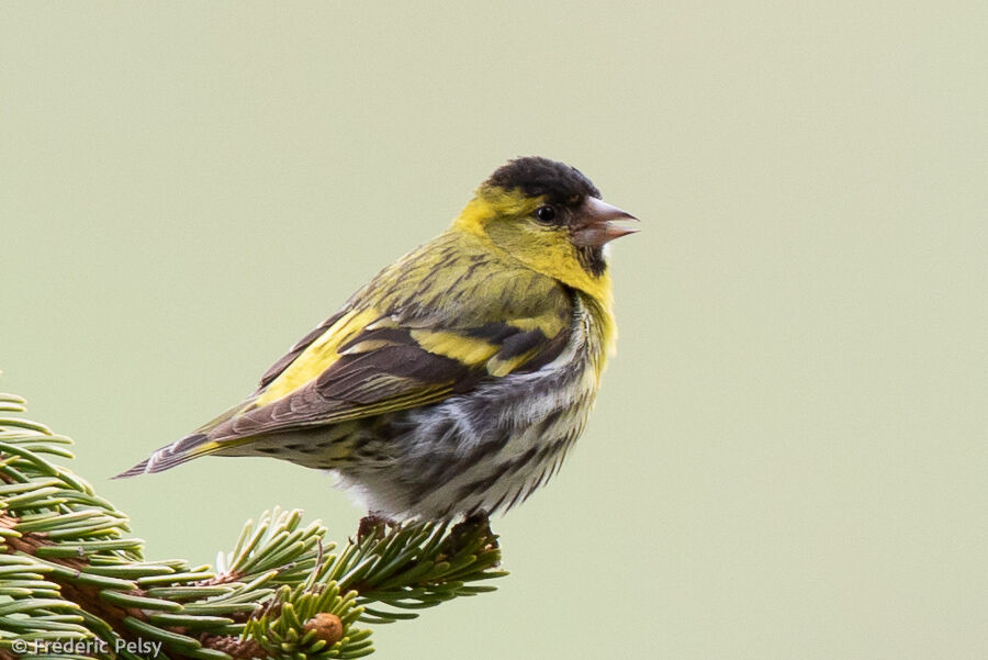 Eurasian Siskin male adult