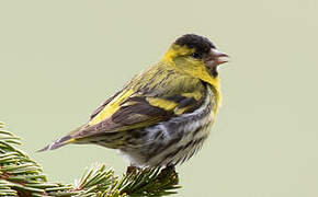 Eurasian Siskin