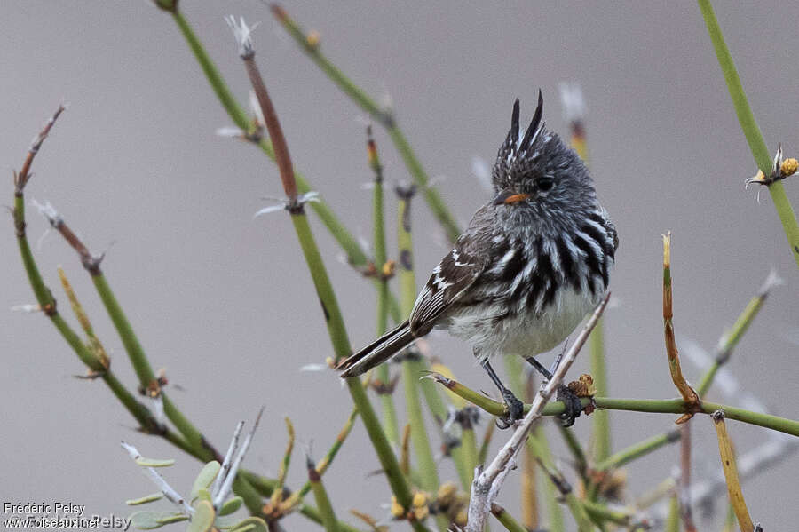 Yellow-billed Tit-Tyrantadult, close-up portrait