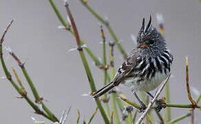 Yellow-billed Tit-Tyrant