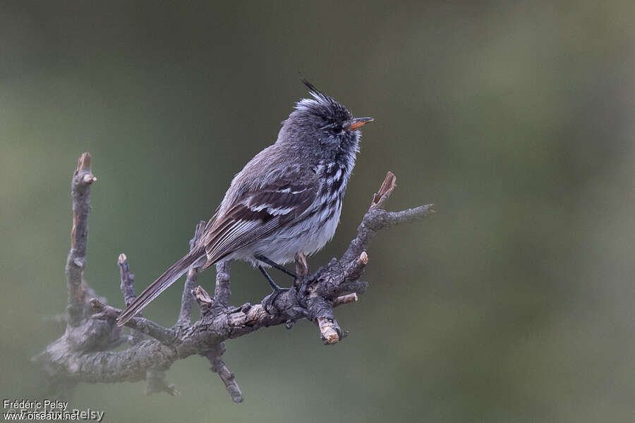 Taurillon à bec jaune, identification