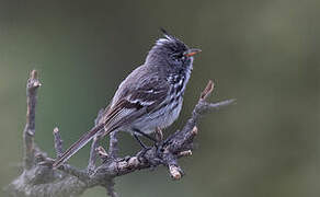 Yellow-billed Tit-Tyrant