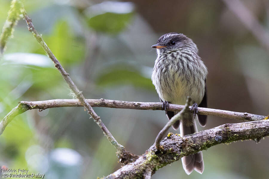 Agile Tit-Tyrantadult, close-up portrait