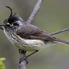 Taurillon mésange