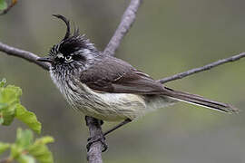 Tufted Tit-Tyrant