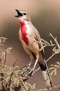 Rosy-patched Bushshrike