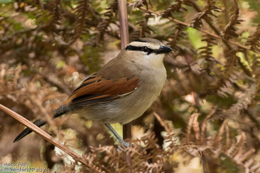 Brown-crowned Tchagraadult, identification