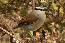 Brown-crowned Tchagra