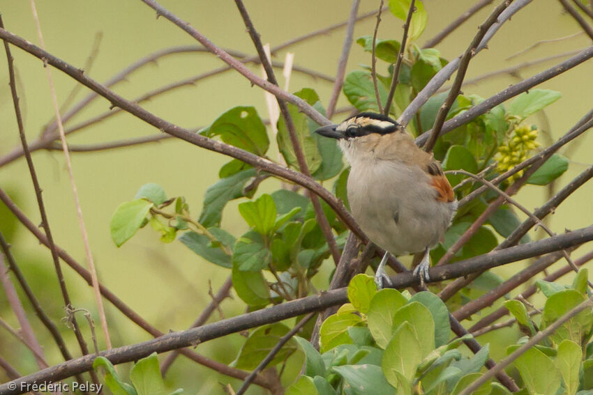 Black-crowned Tchagraadult