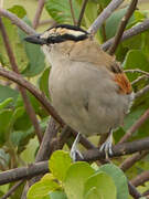 Black-crowned Tchagra