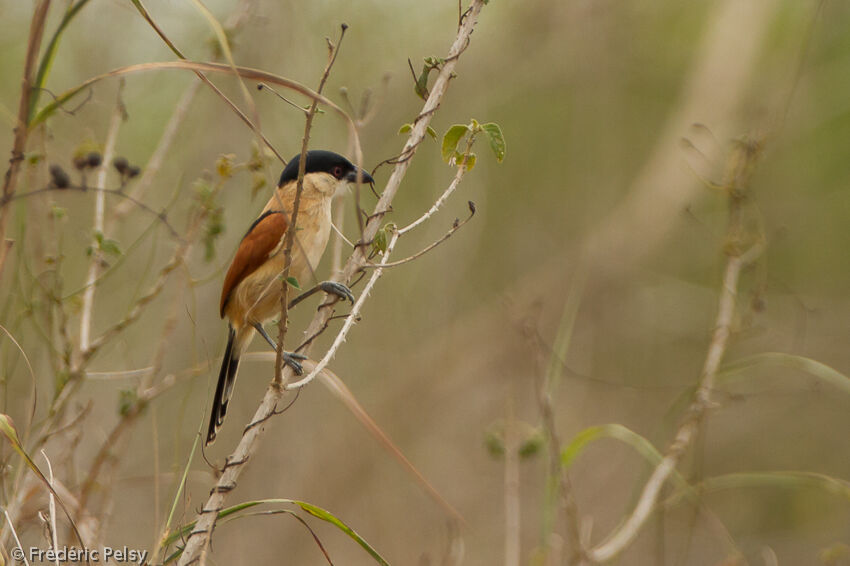 Marsh Tchagra male adult